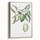 Classic Romantic Paintings: Pelargonium Zonale Art Print