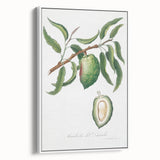 Classic Romantic Paintings: Pelargonium Zonale Art Print