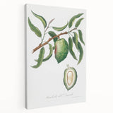 Classic Romantic Paintings: Pelargonium Zonale Art Print