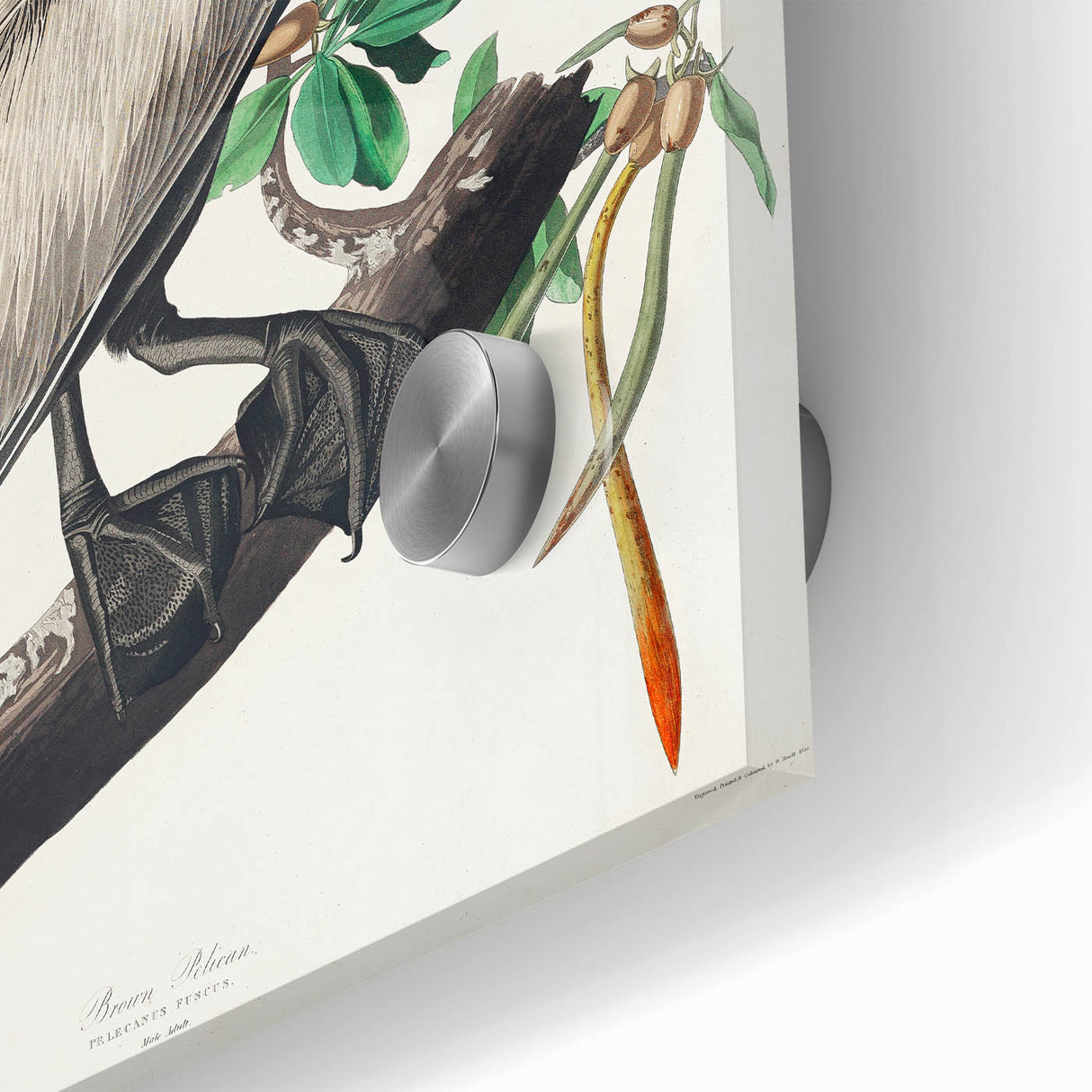 Famous Romantic Era Art: Green Begonia Rex Canvas Print