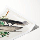 Famous Romantic Era Art: Green Begonia Rex Canvas Print