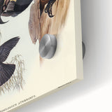 Historical Romanticism Canvas: Ring-necked Pheasant Artwork