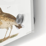 Vintage Realism Art Print of Bluebird and Titlark Birds Illustration