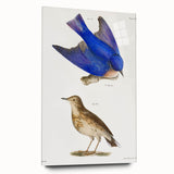 Vintage Realism Art Print of Bluebird and Titlark Birds Illustration