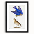 Vintage Realism Art Print of Bluebird and Titlark Birds Illustration