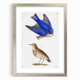 Vintage Realism Art Print of Bluebird and Titlark Birds Illustration