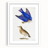 Vintage Realism Art Print of Bluebird and Titlark Birds Illustration