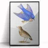 Vintage Realism Art Print of Bluebird and Titlark Birds Illustration