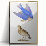 Vintage Realism Art Print of Bluebird and Titlark Birds Illustration