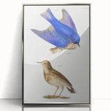 Vintage Realism Art Print of Bluebird and Titlark Birds Illustration