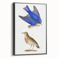 Vintage Realism Art Print of Bluebird and Titlark Birds Illustration