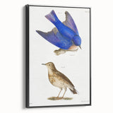 Vintage Realism Art Print of Bluebird and Titlark Birds Illustration