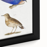 Vintage Realism Art Print of Bluebird and Titlark Birds Illustration