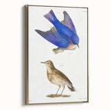 Vintage Realism Art Print of Bluebird and Titlark Birds Illustration
