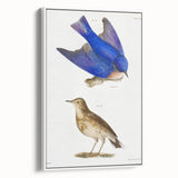 Vintage Realism Art Print of Bluebird and Titlark Birds Illustration