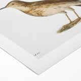 Vintage Realism Art Print of Bluebird and Titlark Birds Illustration