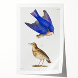 Vintage Realism Art Print of Bluebird and Titlark Birds Illustration