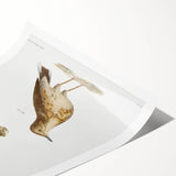 Vintage Realism Art Print of Bluebird and Titlark Birds Illustration