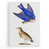 Vintage Realism Art Print of Bluebird and Titlark Birds Illustration