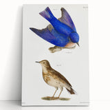 Vintage Realism Art Print of Bluebird and Titlark Birds Illustration
