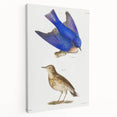 Vintage Realism Art Print of Bluebird and Titlark Birds Illustration