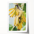 Extra large rolled print of assorted fruits in vibrant colors, ideal for dining room wall art.