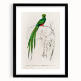 Classic Romantic Paintings: Farmyard Fowls by John James Audubon