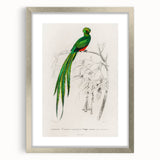 Classic Romantic Paintings: Farmyard Fowls by John James Audubon