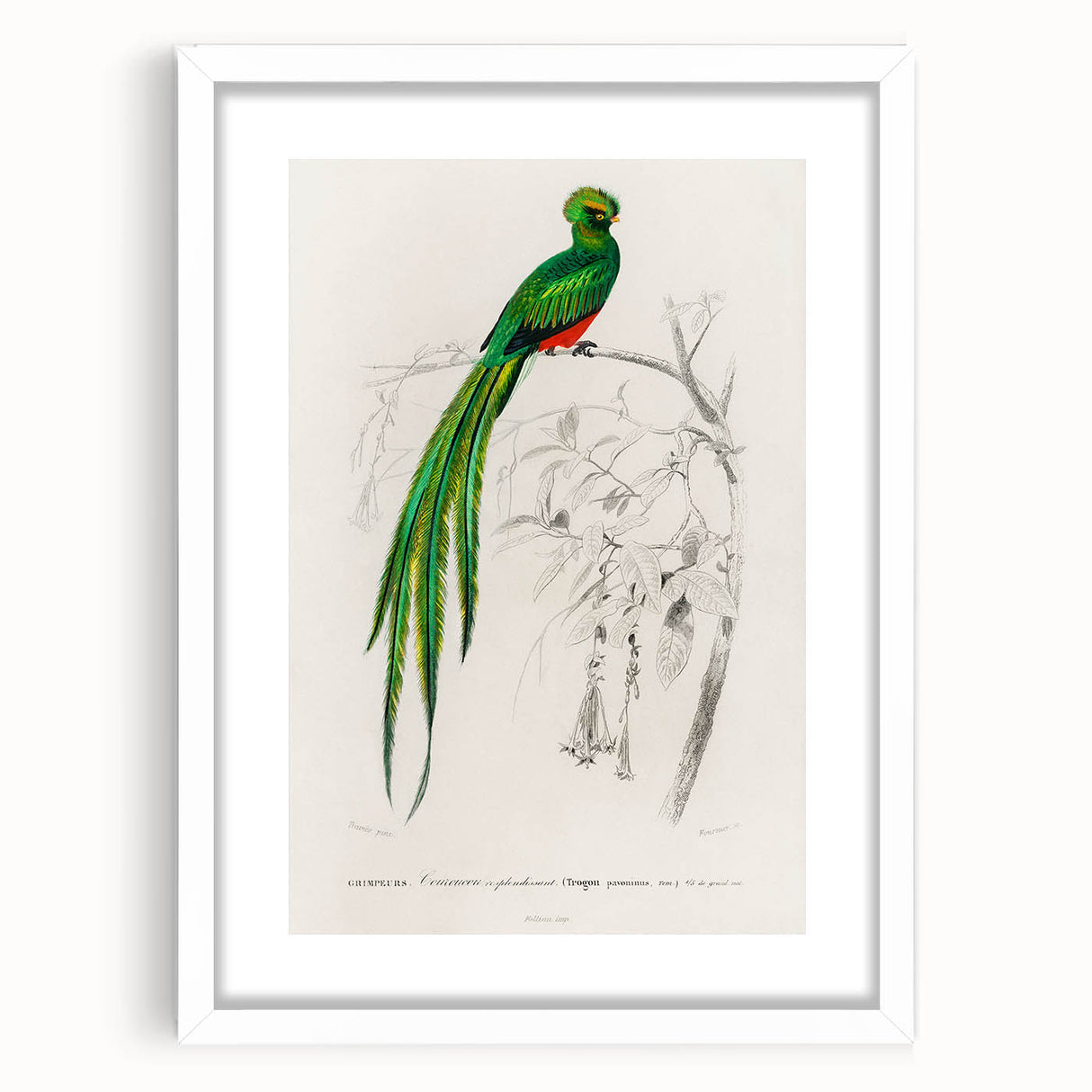 Classic Romantic Paintings: Farmyard Fowls by John James Audubon