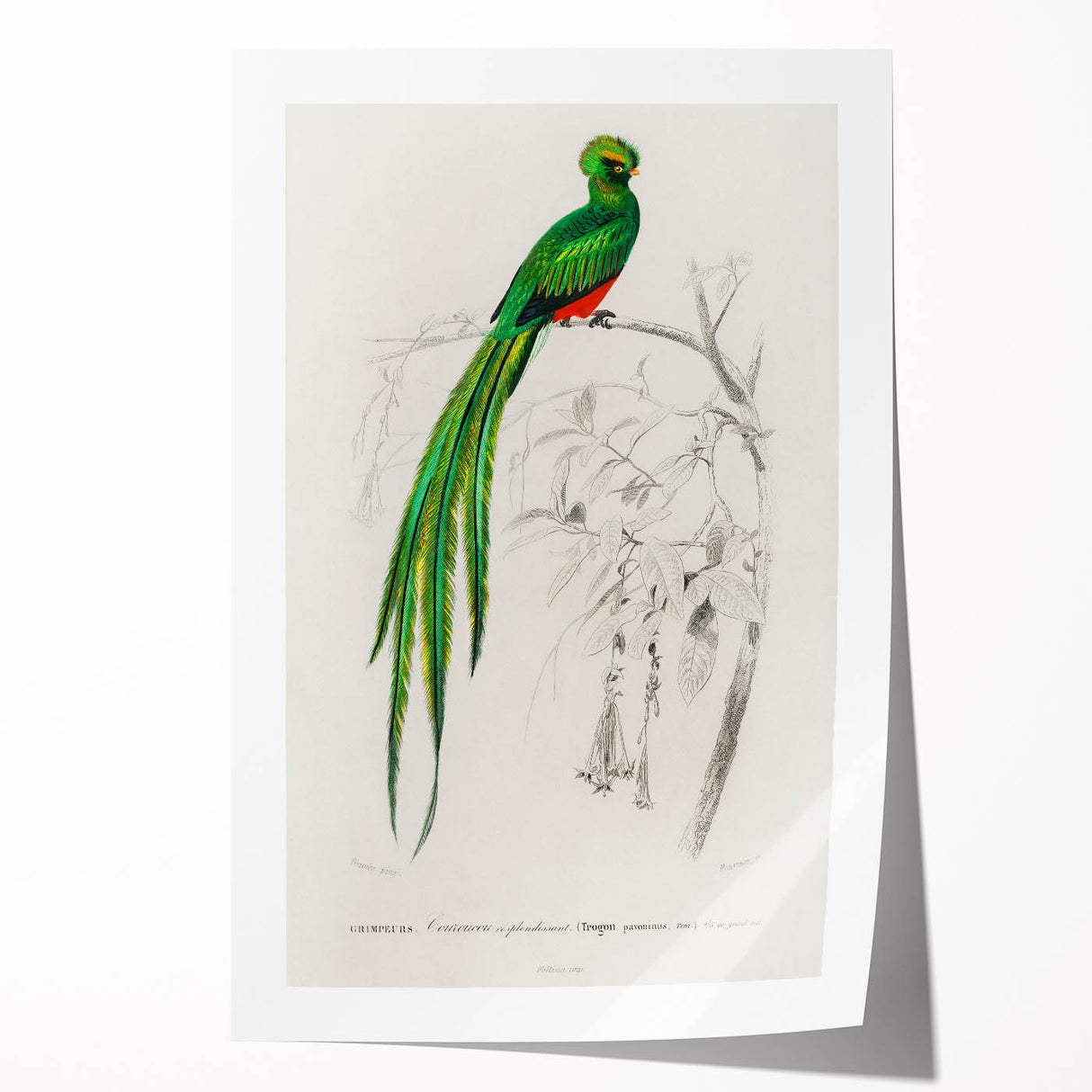Classic Romantic Paintings: Farmyard Fowls by John James Audubon
