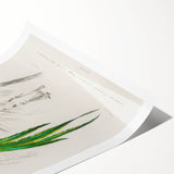 Classic Romantic Paintings: Farmyard Fowls by John James Audubon