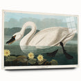 Romanticism Art: "Common American Swan" by John James Audubon