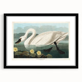 Romanticism Art: "Common American Swan" by John James Audubon