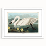 Romanticism Art: "Common American Swan" by John James Audubon
