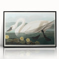 Romanticism Art: "Common American Swan" by John James Audubon