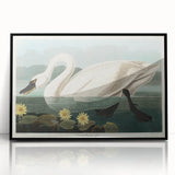 Romanticism Art: "Common American Swan" by John James Audubon