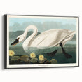 Romanticism Art: "Common American Swan" by John James Audubon