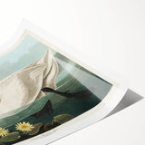 Romanticism Art: "Common American Swan" by John James Audubon