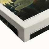 Romanticism Art: "Common American Swan" by John James Audubon