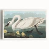 Romanticism Art: "Common American Swan" by John James Audubon