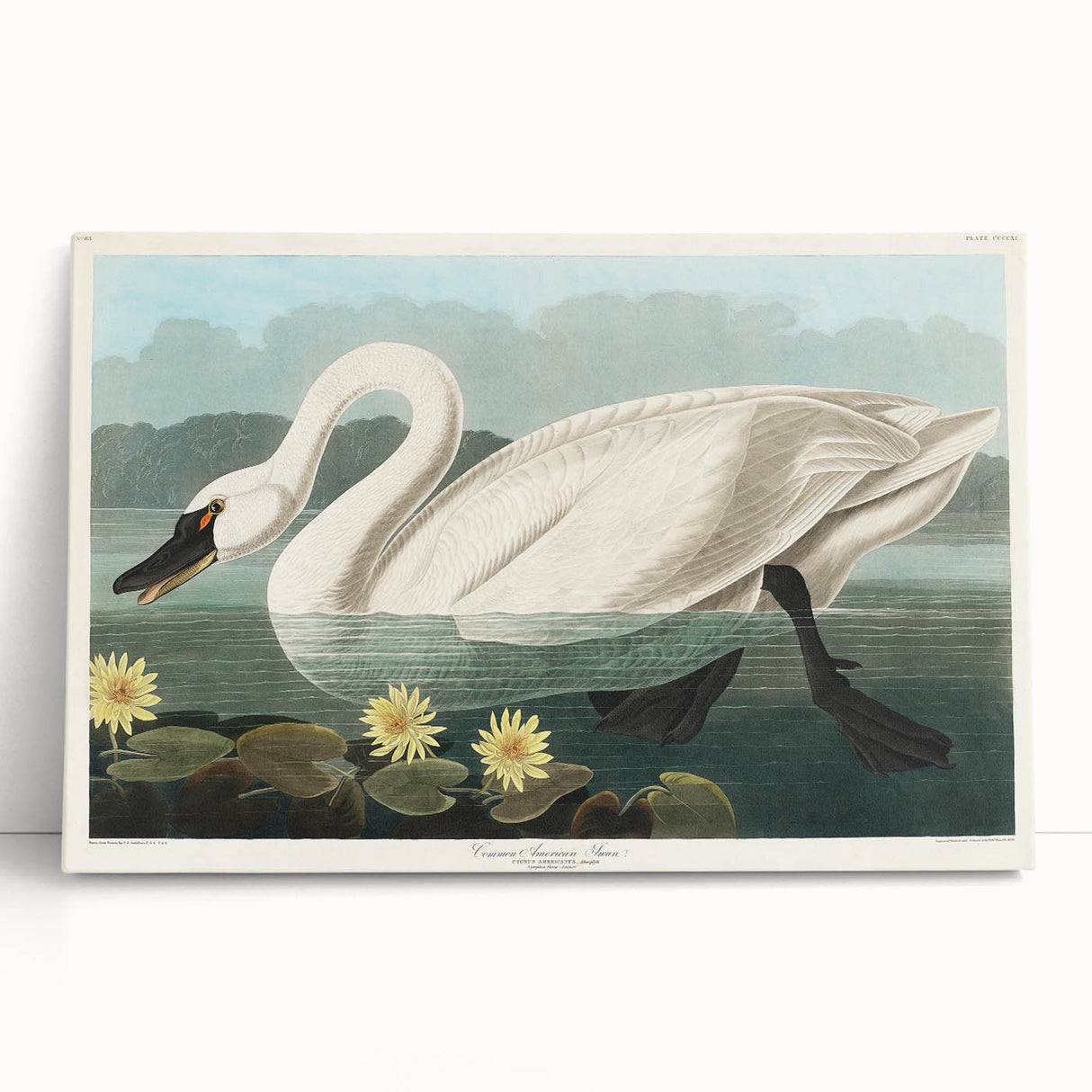 Romanticism Art: "Common American Swan" by John James Audubon