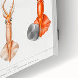 Fine Art Realism Illustration - Whiplash Squid Deep-Sea Print Canvas