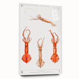 Fine Art Realism Illustration - Whiplash Squid Deep-Sea Print Canvas