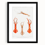 Fine Art Realism Illustration - Whiplash Squid Deep-Sea Print Canvas