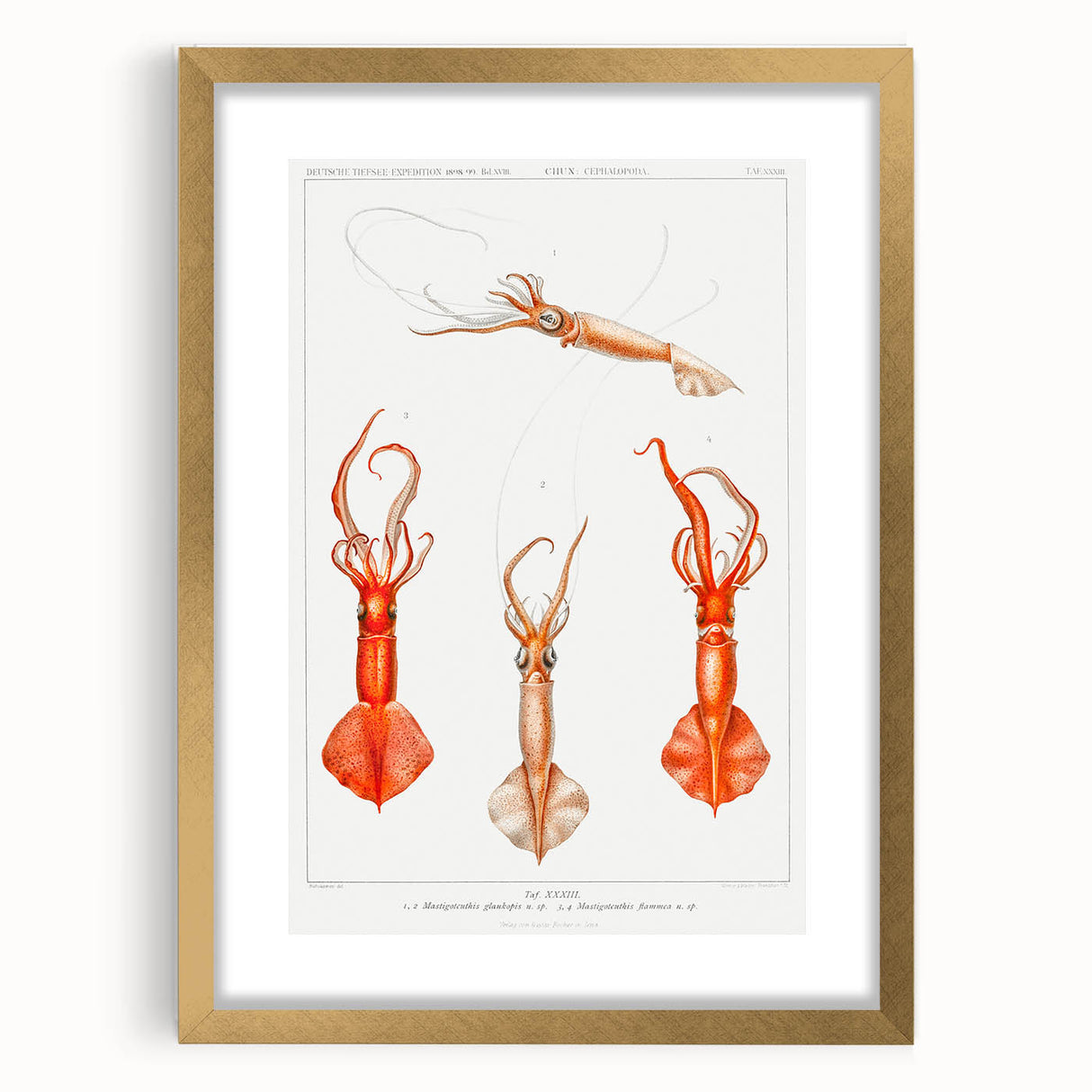 Fine Art Realism Illustration - Whiplash Squid Deep-Sea Print Canvas