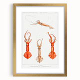 Fine Art Realism Illustration - Whiplash Squid Deep-Sea Print Canvas