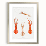 Fine Art Realism Illustration - Whiplash Squid Deep-Sea Print Canvas