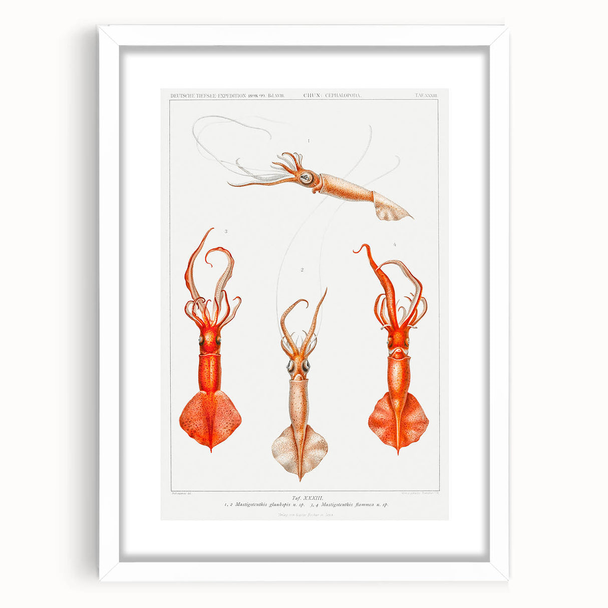 Fine Art Realism Illustration - Whiplash Squid Deep-Sea Print Canvas