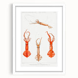 Fine Art Realism Illustration - Whiplash Squid Deep-Sea Print Canvas