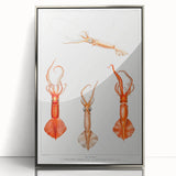 Fine Art Realism Illustration - Whiplash Squid Deep-Sea Print Canvas